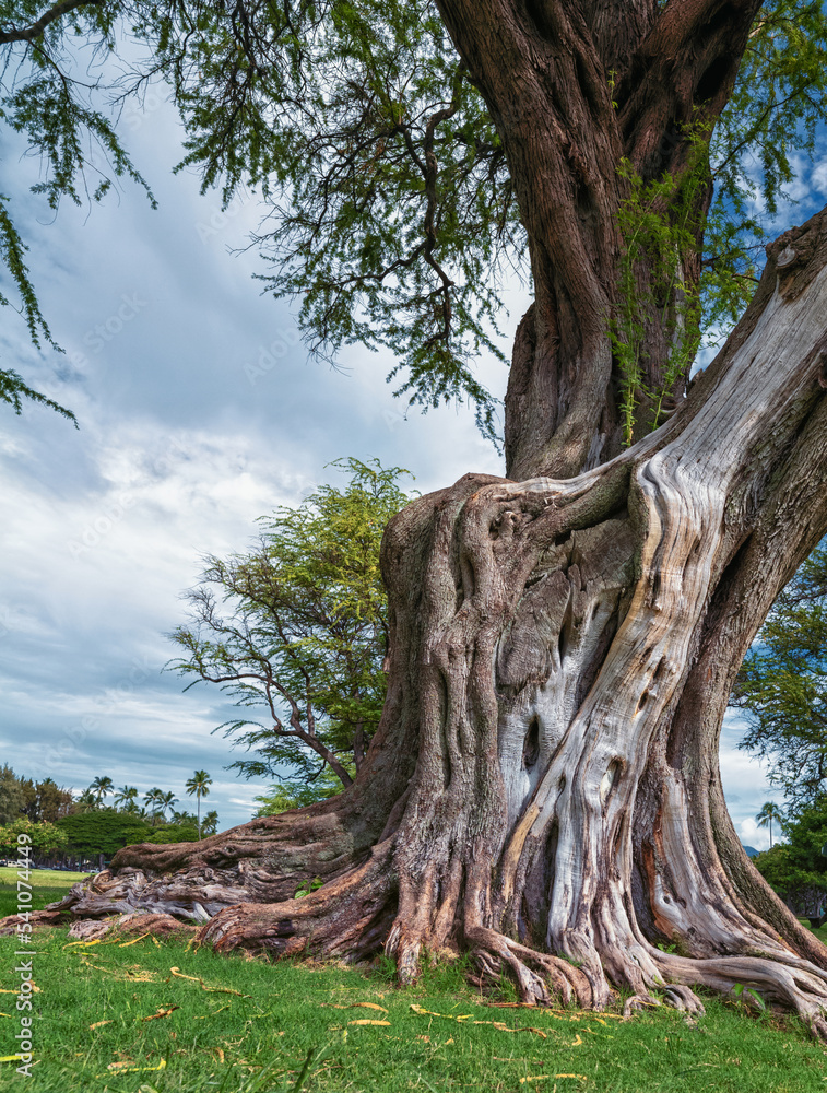 Gnarled and Twisted Tree Trunk.