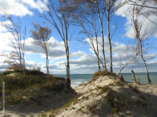 Fotografi tree on the beach on the Curonian Spit