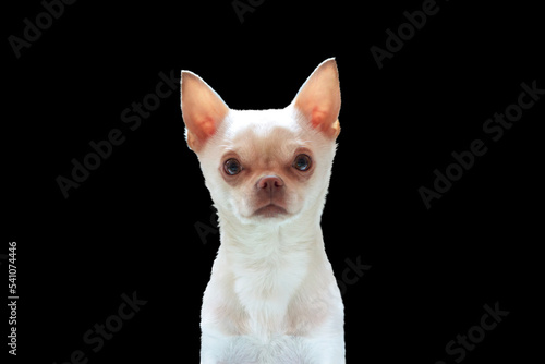 small white chihuahua dog isolated on black