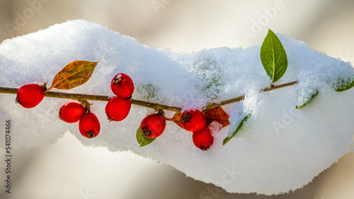 Snow and Berries