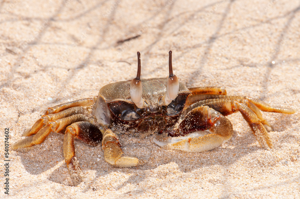 Ocypode ceratophthalmus in the sand on the ocean. Phuket, Thailand Ocypode ceratophthalmus in the sand on the ocean. Phuket, Thailand