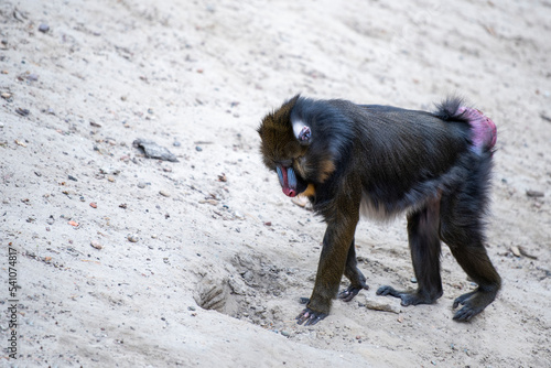 Photography Mandrill walks on the sand, monkey walks on the sand side view.