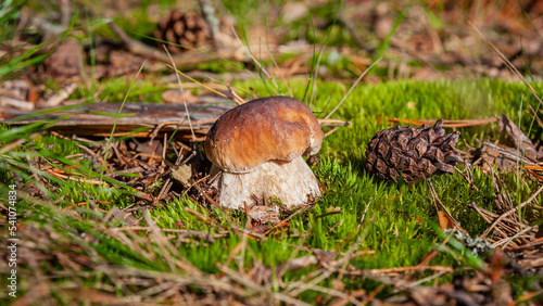 Forest wild white mushroom on the forest floor in autumn.