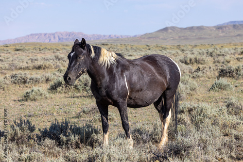Majestic Wild Horse in the Wyoming Desert in Summer © natureguy