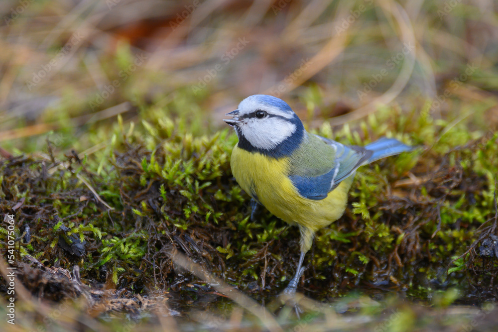 Bird Eurasian blue tit Cyanistes caeruleus in the wild. Close up. Song bird Bird Eurasian blue tit Cyanistes caeruleus in the wild. Close up. Song bird