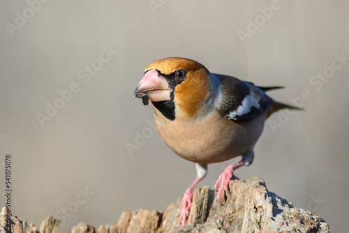 Hawfinch Coccothraustes coccothraustes. A bird sits on a stick in a winter forest