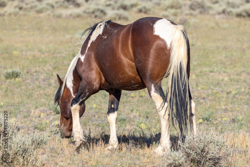 Majestic Wild Horse in the Wyoming Desert in Summer