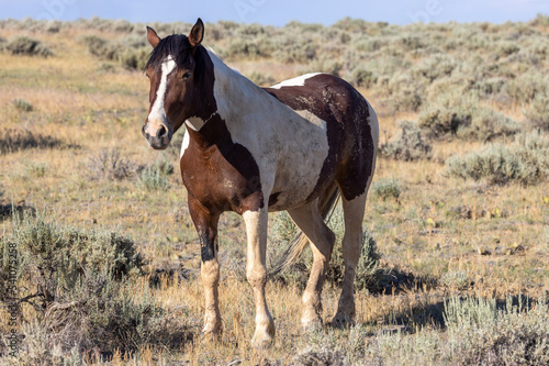 Majestic Wild Horse in the Wyoming Desert in Summer