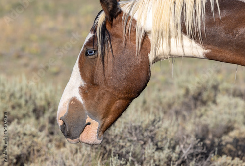 Majestic Wild Horse in the Wyoming Desert in Summer
