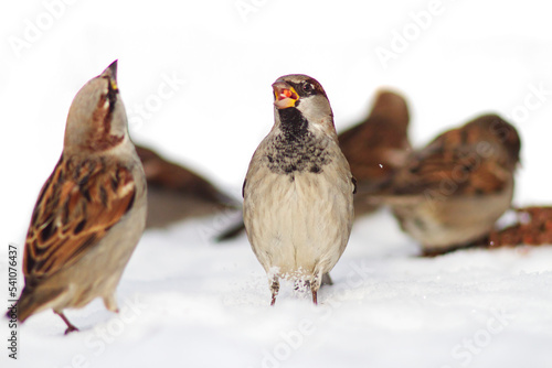 sparrow looking for food in the snow in winter