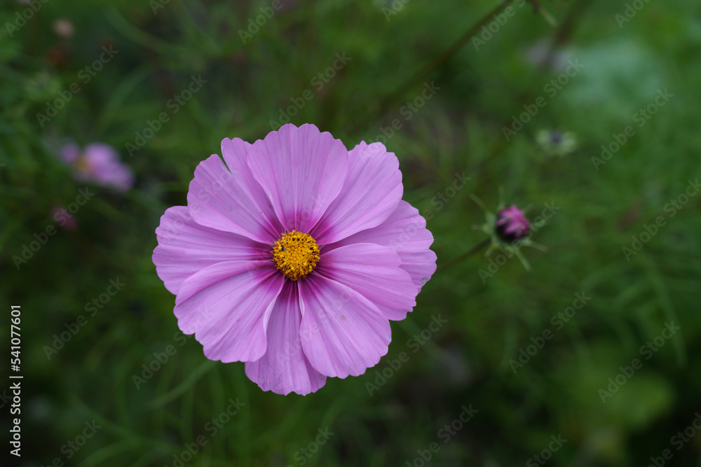 Fototapeta premium Cosmea