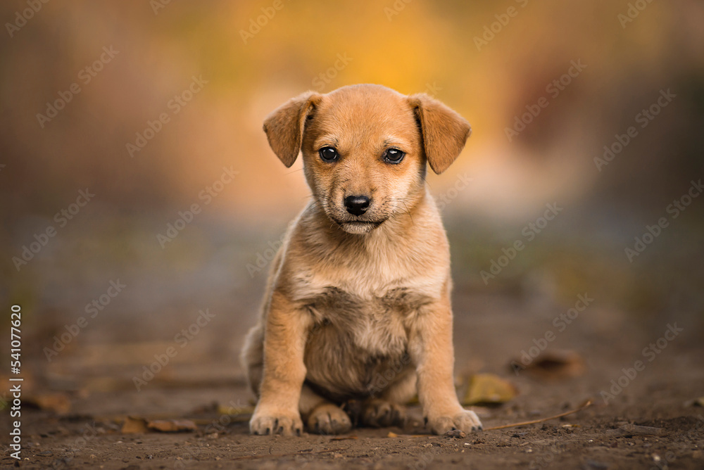 Beautiful happy reddish orange havanese Portrait cute puppy dog is sitting frontal  sitting  dirty rural road autumn concept, outdoor young  brown golden natural background  sunset stray dog