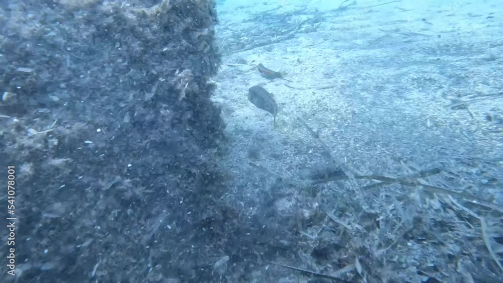 Underwater shooting with the GoPro 10 in the Sardinian sea Underwater shooting with the GoPro 10 in the Sardinian sea