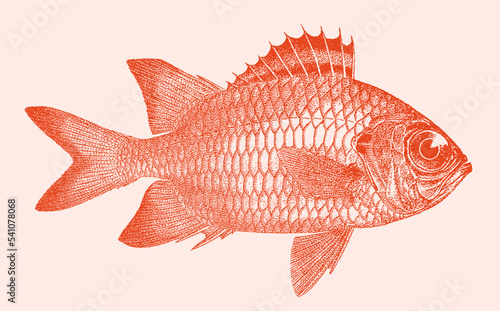 Blacktip soldierfish myripristis botche, tropical marine fish in side view