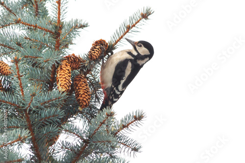 woodpecker on christmas tree with cones isolated on white photo