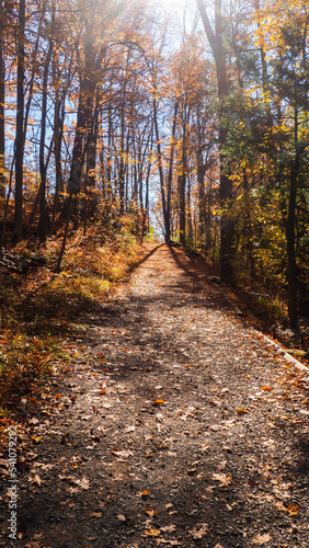 path in autumn forest