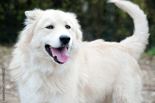 Big White Fluffy Samoyed Dog