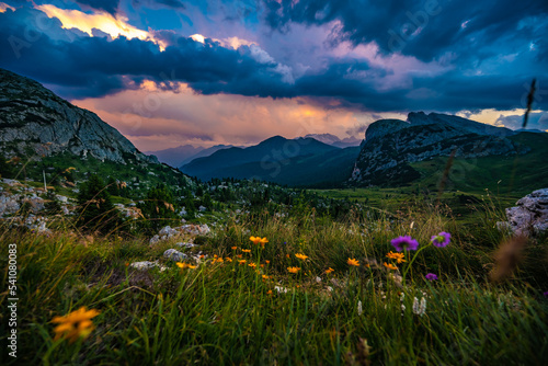 Fototapeta Naklejka Na Ścianę i Meble -  Beautiful flowers in the mountain landscape of Rifugio Passo Valparola at thundery sunset. Falzarego pass, Dolomites, South Tirol, Italy, Europe.