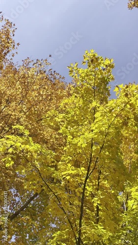 Autumn foliage against a blue sky, Wolcott, Vermont, USA photo