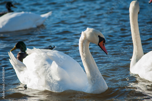 A white majestic swan floats in front of a wave of water. Young swan in the middle of the water. Drops on a wet head.