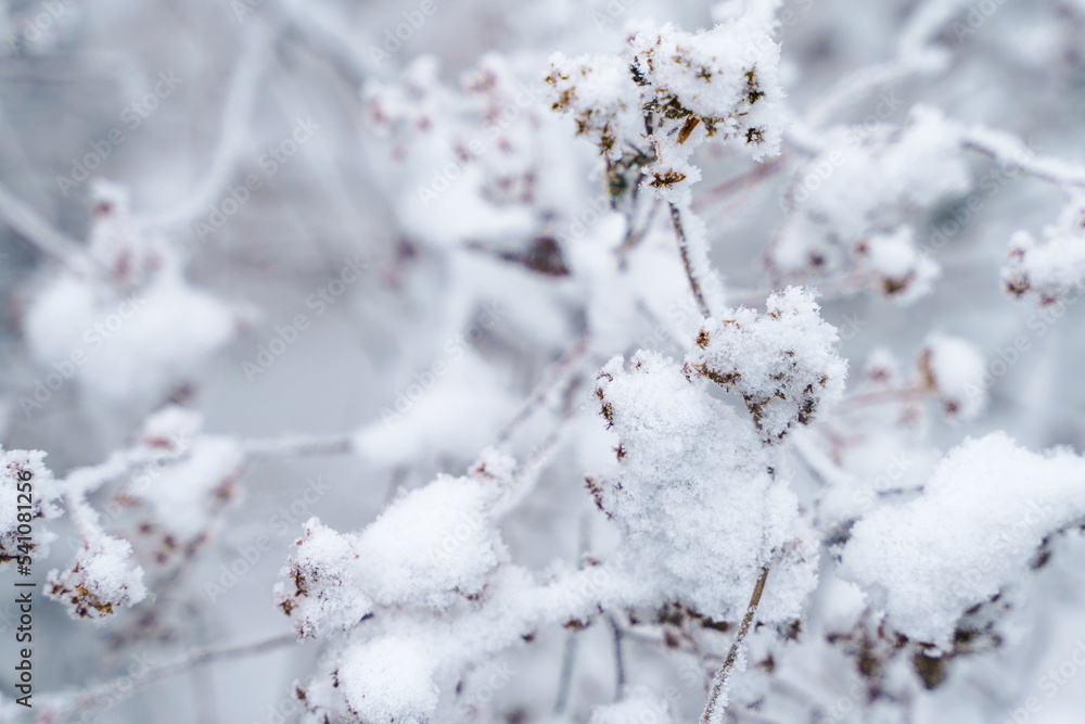Dried branches of flowers in the snow and hoarfrost