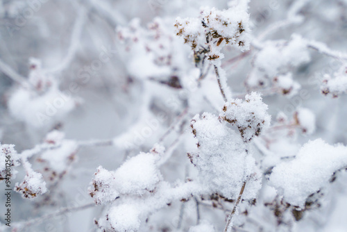 Dried branches of flowers in the snow and hoarfrost © Polina