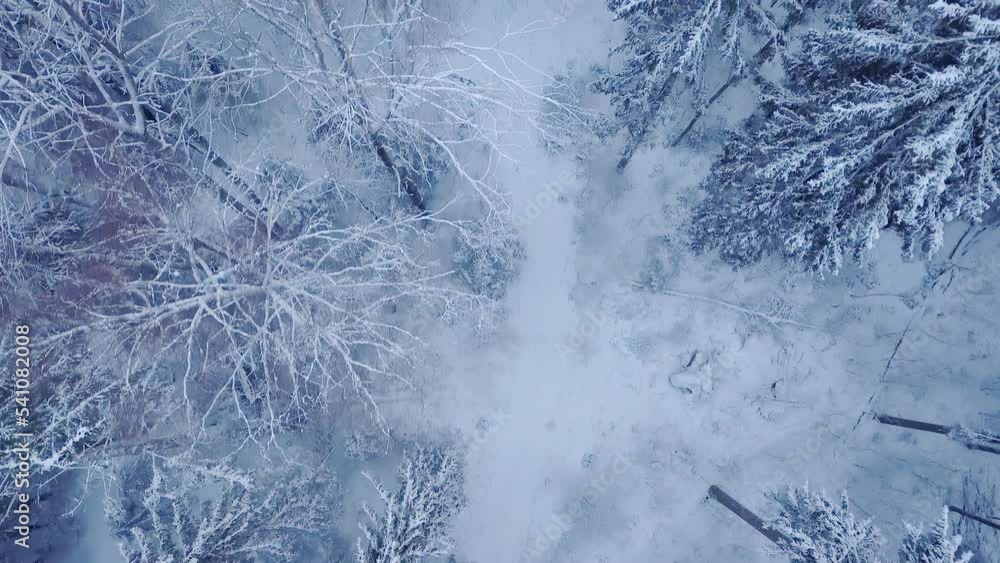 Aerial view of a frozen forest with snow covered trees. Top down drone view. Beautiful Forest in Winter 4k ProRes Aerial view of a frozen forest with snow covered trees. Top down drone view. Beautiful Forest in Winter 4k ProRes
