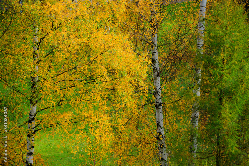 Obraz na płótnie Kolory jesieni w salonie