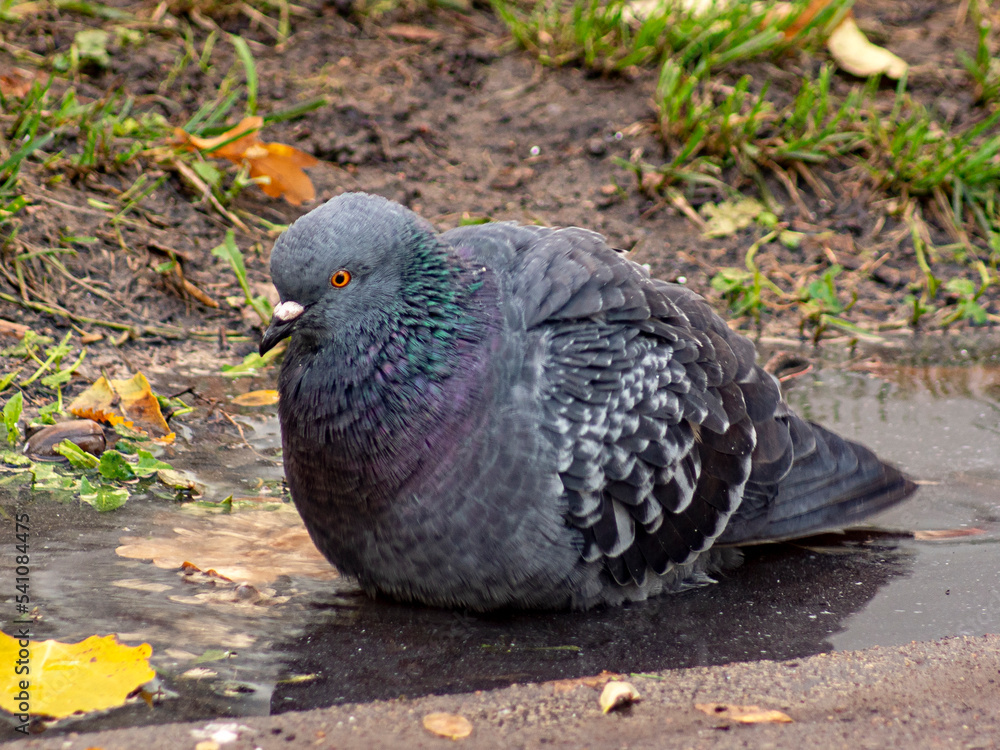 Obraz premium gołąb