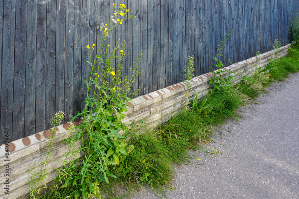 Large weeds have grown between the fence and the sidewalk of the city street - obrazy, fototapety, plakaty 