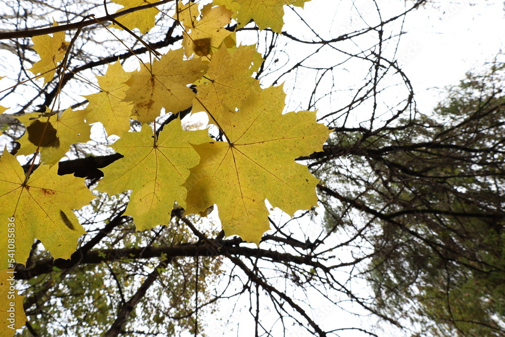 Yellow maple leaves against the sky in the autumn forest Yellow maple leaves against the sky in the autumn forest
