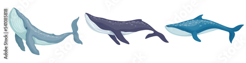 Set of blue whale aquatic mammals. Cartoon vector graphics.