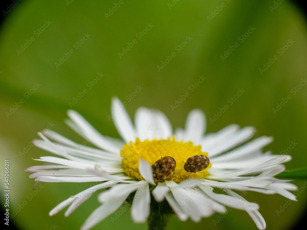 bee on a daisy bee on a daisy