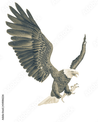 american bald eagle is attacking in white background side view