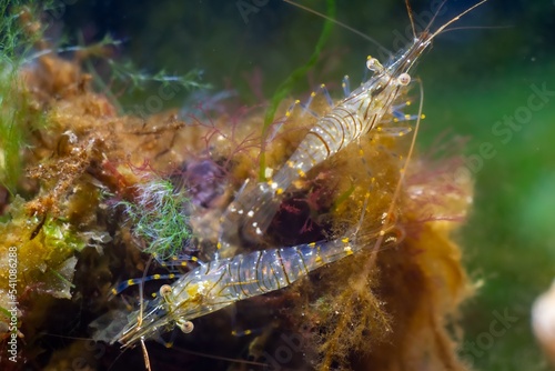 pair of hungry saltwater adult rockpool shrimp search for food in green and brown algae, Black Sea marine biotope aquarium, invasive alien species shine and glow, vulnerable nature require protection photo