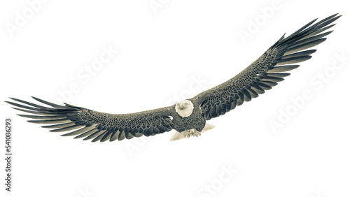 american bald eagle is floating in white background bottom front view