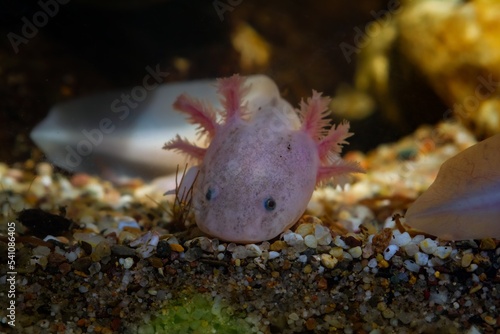 axolotl salamander dig in sand bottom at front glass, funny freshwater domesticated amphibian, endemic of Valley of Mexico, tender coldwater species, low light mood, blurred background, pet shop sale