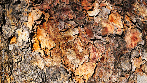 desert bloodwood, is a tree native to Australia photo