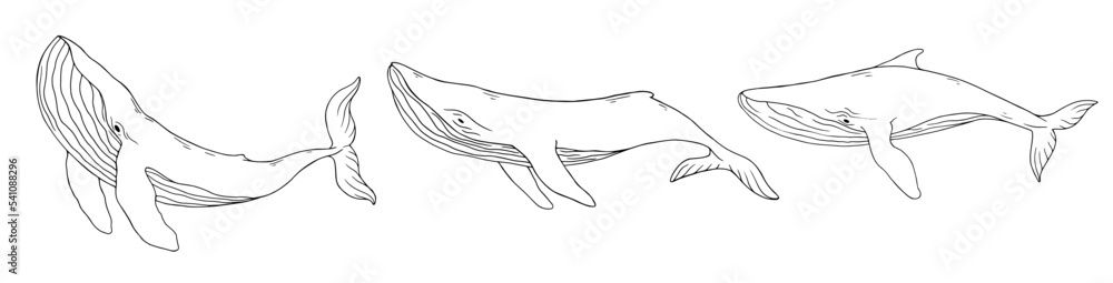 Set of linear sketches of blue whale aquatic mammals. Vector graphics. Set of linear sketches of blue whale aquatic mammals. Vector graphics.