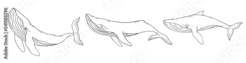Set of linear sketches of blue whale aquatic mammals Fototapet