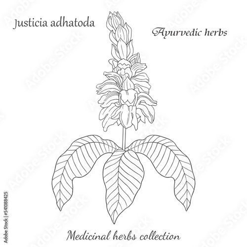 vector graphic illustration with Justicia adhatoda plant