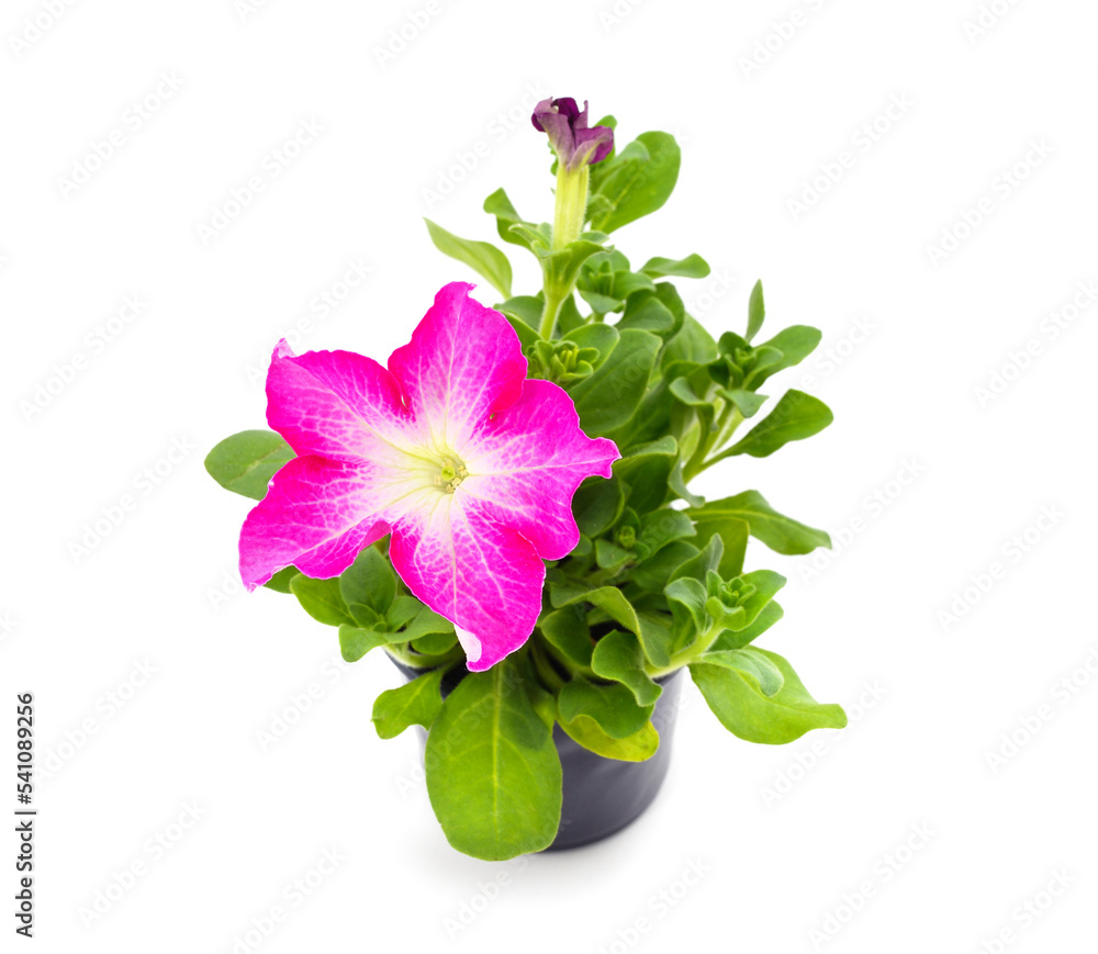 Purple petunia in the pot. Purple petunia in the pot.
