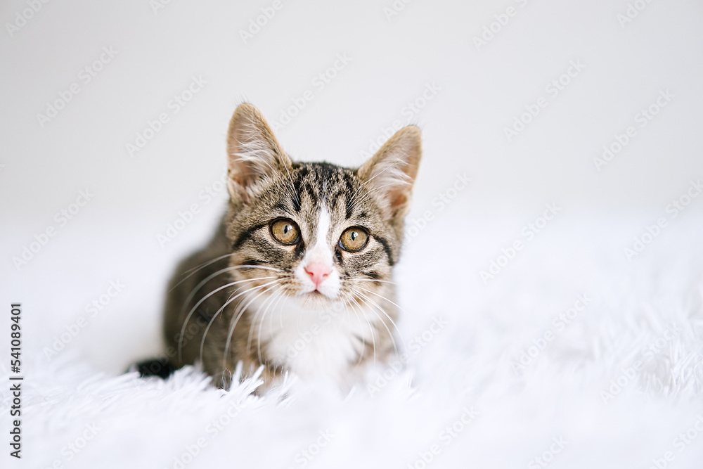 Little kitten on a white blanket. Kitty two months Little kitten on a white blanket. Kitty two months