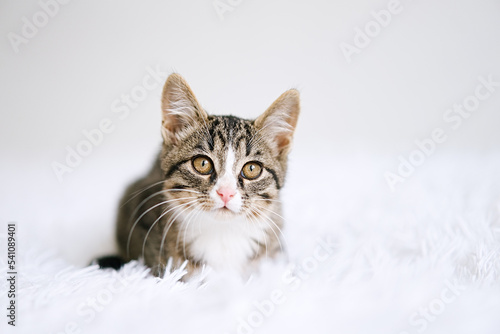 Little kitten on a white blanket. Kitty two months © D'Action Images