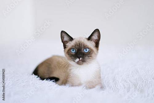 Small kitten with blue eyes on a white blanket. Kitty three months © D'Action Images