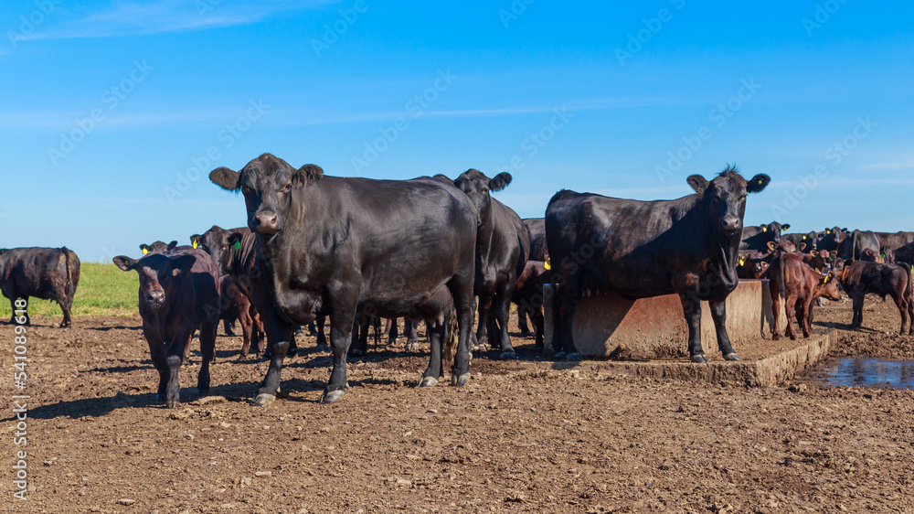 Angus cows and bulls graze in the meadow. Angus cows and bulls graze in the meadow.