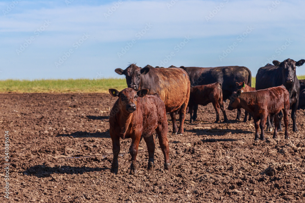 Fototapeta premium Black angus cows with calves graze in the meadow.