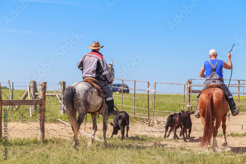 Cowboys with wild angus calves in corral.