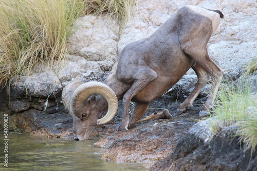 Great Rams of Canyon Lake