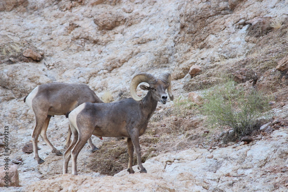 Obraz premium Great Rams of Canyon Lake